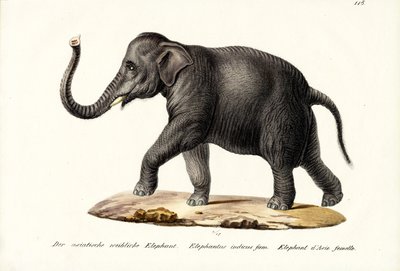 Indian Elephant, 1824 by Karl Joseph Brodtmann